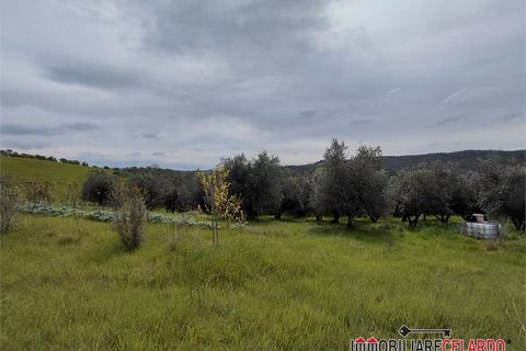 Terra a Poggibonsi, Siena, Poggibonsi - € 55.000 | Ref: MZD-2416 - foto 10