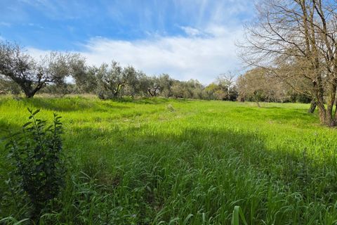 Terra a Pomezia, Rome, Pomezia - € 35.000 | Ref: 1001-739 - foto 6