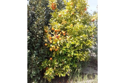 Villa i Cadaval, Lisbon, Cadaval - € 260.000 | Ref: 1343 - foto 40