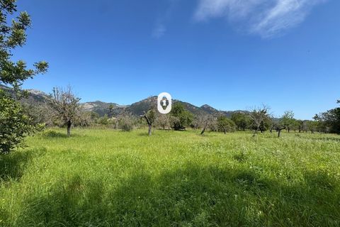 Helårsgrund i Selva, Mallorca, Selva - € 395.000 | Ref: P001650/10684 - foto 32