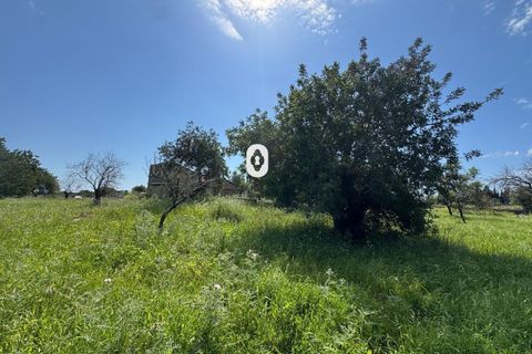 Helårsgrund i Selva, Mallorca, Selva - € 395.000 | Ref: P001650/10684 - foto 34