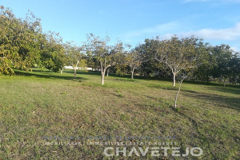 Terra a Tomar, Santarem, Tomar - € 49.000 | Ref: 603/26 - foto 10