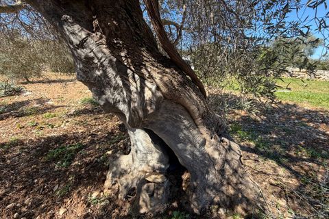 Terreno en Capdepera, Mallorca, Capdepera - € 50.000 | Ref: 5874W - photo 6