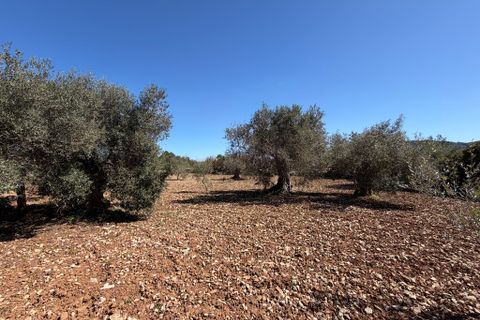 Terreno en Capdepera, Mallorca, Capdepera - € 50.000 | Ref: 5874W - photo 10