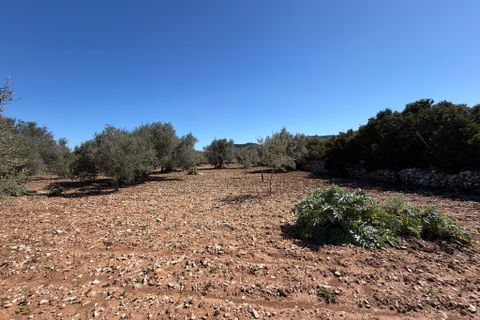 Terreno en Capdepera, Mallorca, Capdepera - € 50.000 | Ref: 5874W - photo 15