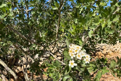 Terreno en Capdepera, Mallorca, Capdepera - € 50.000 | Ref: 5874W - photo 16