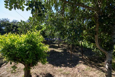 Villa i Algoz, Faro, Algoz - € 290.000 | Ref: P642 - foto 8