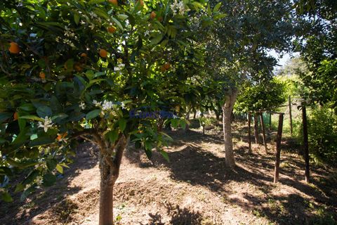 Villa i Algoz, Faro, Algoz - € 290.000 | Ref: P642 - foto 9