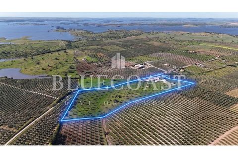 Farm i Moura, Beja, Moura - € 750.000 | Ref: QuintaBeja_007/26 - foto 1