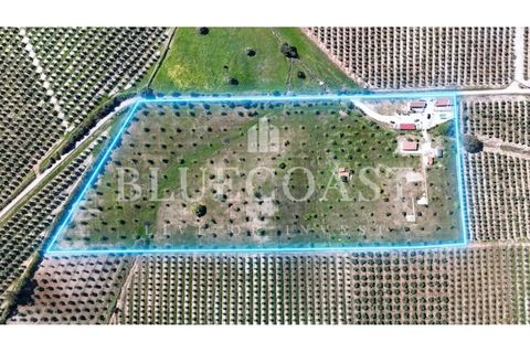 Farm i Moura, Beja, Moura - € 750.000 | Ref: QuintaBeja_007/26 - foto 21