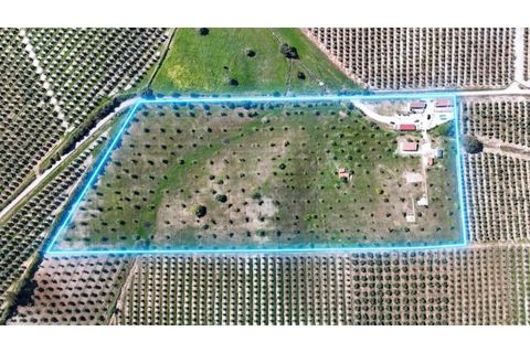 Farm i Moura, Beja, Moura - € 750.000 | Ref: QuintaBeja_007/26 - foto 22
