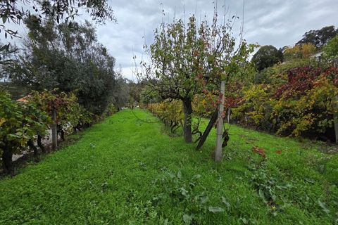 Villa a Vouzela, Viseu, Vouzela - € 223.000 | Ref: 0186 - foto 25