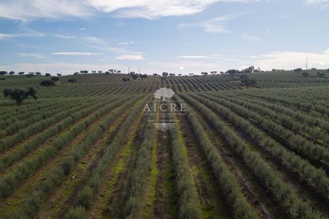 Farm i Evora, Evora, Evora - € 17.500.000 | Ref: 3612026EM - foto 2