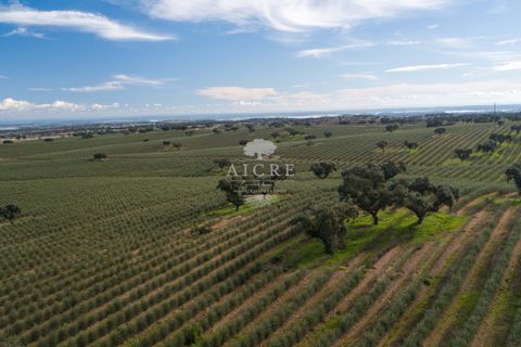 Farm i Evora, Evora, Evora - € 17.500.000 | Ref: 3612026EM - foto 3