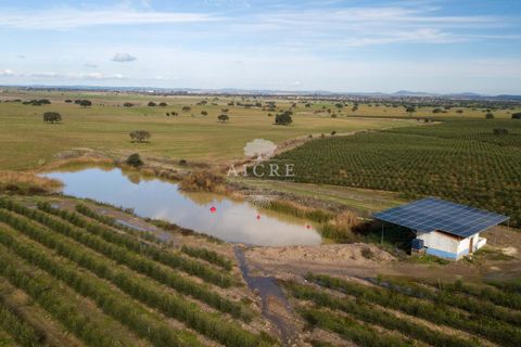 Farm i Evora, Evora, Evora - € 17.500.000 | Ref: 3612026EM - foto 4