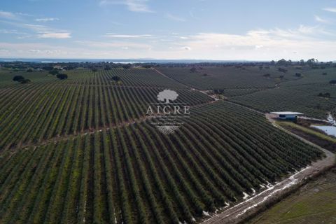 Farm i Evora, Evora, Evora - € 17.500.000 | Ref: 3612026EM - foto 5