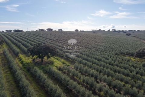 Farm i Evora, Evora, Evora - € 17.500.000 | Ref: 3612026EM - foto 6