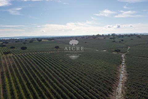 Farm i Evora, Evora, Evora - € 17.500.000 | Ref: 3612026EM - foto 7