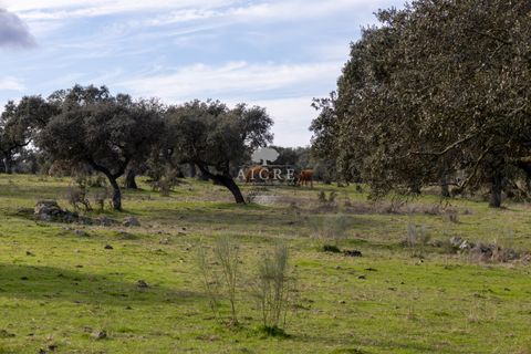 Farm i Evora, Evora, Evora - € 17.500.000 | Ref: 3612026EM - foto 27