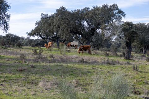 Farm i Evora, Evora, Evora - € 17.500.000 | Ref: 3612026EM - foto 30