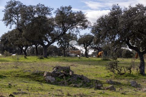 Farm i Evora, Evora, Evora - € 17.500.000 | Ref: 3612026EM - foto 31