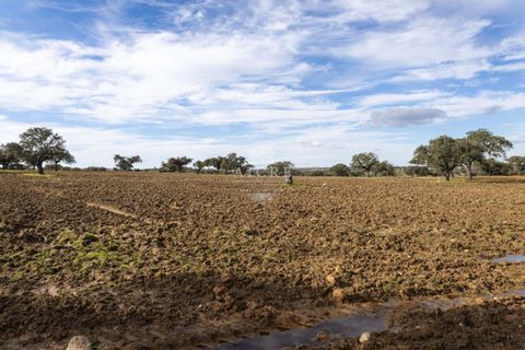 Farm i Evora, Evora, Evora - € 17.500.000 | Ref: 3612026EM - foto 33