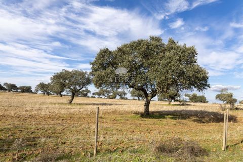 Farm i Evora, Evora, Evora - € 17.500.000 | Ref: 3612026EM - foto 34