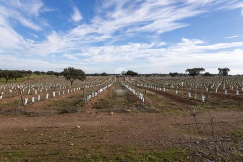 Farm i Evora, Evora, Evora - € 17.500.000 | Ref: 3612026EM - foto 35