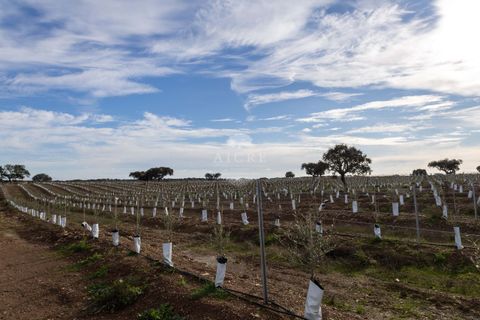 Farm i Evora, Evora, Evora - € 17.500.000 | Ref: 3612026EM - foto 36
