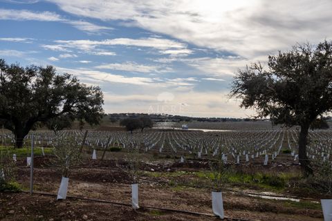 Farm i Evora, Evora, Evora - € 17.500.000 | Ref: 3612026EM - foto 37