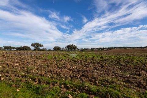 Farm i Evora, Evora, Evora - € 17.500.000 | Ref: 3612026EM - foto 39