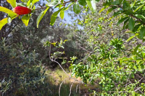 Terra a Altea, Alicante, Altea - € 400.000 | Ref: N8131 - foto 13