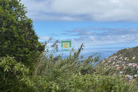Terra a Ribeira Brava, Madeira, Ribeira Brava - € 80.000 | Ref: CT-1894/2026 - foto 5
