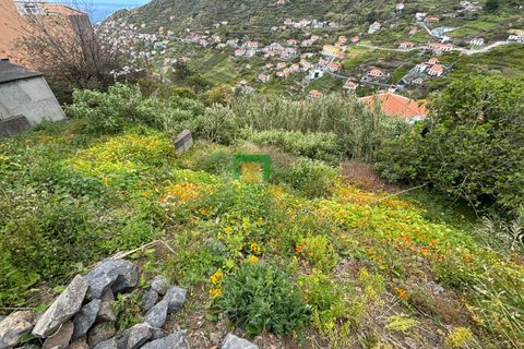 Terra a Ribeira Brava, Madeira, Ribeira Brava - € 80.000 | Ref: CT-1894/2026 - foto 9