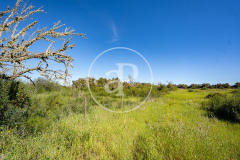 Terra a Binissalem, Mallorca, Binissalem - € 280.000 | Ref: VPM2604009 - foto 1