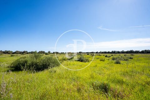 Terra a Binissalem, Mallorca, Binissalem - € 280.000 | Ref: VPM2604009 - foto 6