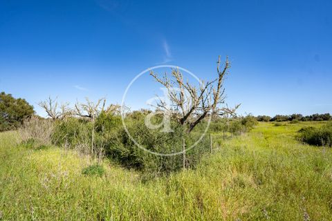 Terra a Binissalem, Mallorca, Binissalem - € 280.000 | Ref: VPM2604009 - foto 7