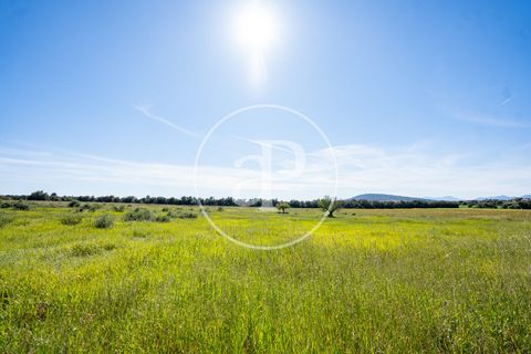 Terra a Binissalem, Mallorca, Binissalem - € 280.000 | Ref: VPM2604009 - foto 8