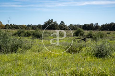Terra a Binissalem, Mallorca, Binissalem - € 280.000 | Ref: VPM2604009 - foto 9