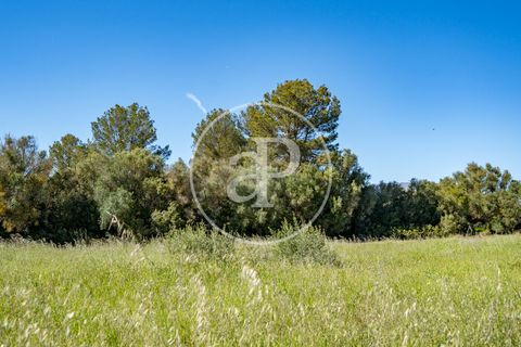 Terra a Binissalem, Mallorca, Binissalem - € 280.000 | Ref: VPM2604009 - foto 10