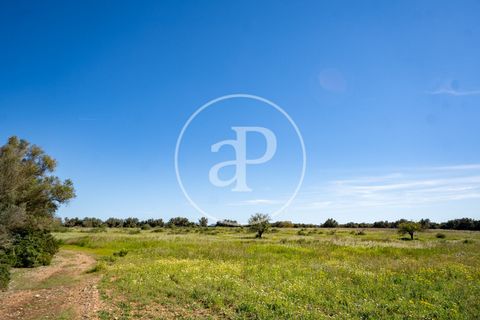 Terra a Binissalem, Mallorca, Binissalem - € 280.000 | Ref: VPM2604009 - foto 11
