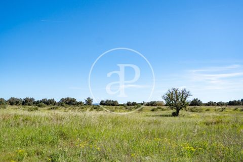 Terra a Binissalem, Mallorca, Binissalem - € 280.000 | Ref: VPM2604009 - foto 12