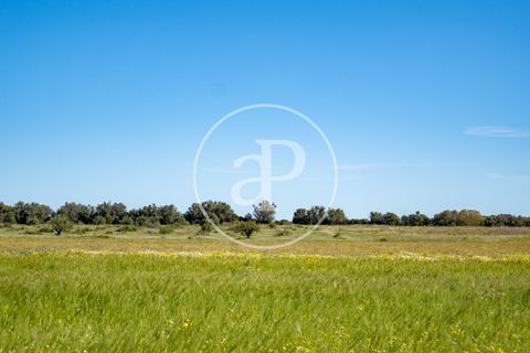 Terra a Binissalem, Mallorca, Binissalem - € 280.000 | Ref: VPM2604009 - foto 13