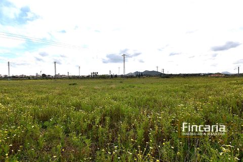 Landejendom i Manacor, Mallorca, Manacor - € 169.000 | Ref: FM-2077 - foto 14