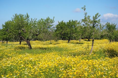 Villa a Selva, Mallorca, Selva - € 1.290.000 | Ref: 7192 - foto 2