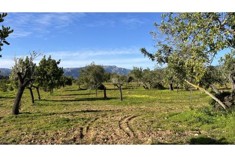 Terreno en Es Garrovers, Mallorca, Es Garrovers - € 650.000 | Ref: 7091 - photo 3