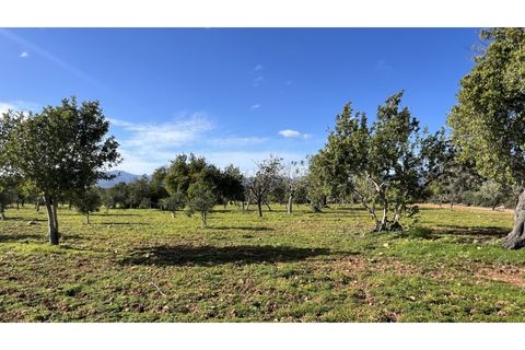 Terreno en Es Garrovers, Mallorca, Es Garrovers - € 650.000 | Ref: 7091 - photo 4