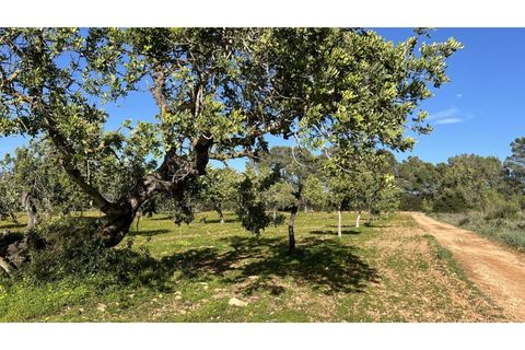 Terreno en Es Garrovers, Mallorca, Es Garrovers - € 650.000 | Ref: 7091 - photo 5