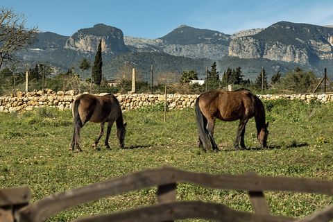 Landejendom i Sencelles, Mallorca, Sencelles - € 1.550.000 | Ref: 7042 - foto 3