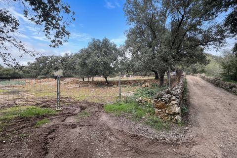 Terra a Costitx, Mallorca, Costitx - € 980.000 | Ref: 7007 - foto 3